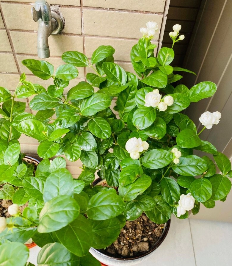 Hoa nhài vừa đẹp vừa thơm nhưng nhà ở 3 hướng người thuộc 2 mệnh này không nên trồng - 5