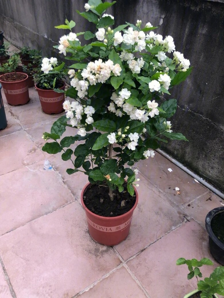 Hoa nhài vừa đẹp vừa thơm nhưng nhà ở 3 hướng người thuộc 2 mệnh này không nên trồng - 6
