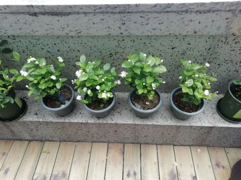 Hoa nhài vừa đẹp vừa thơm nhưng nhà ở 3 hướng người thuộc 2 mệnh này không nên trồng - 7