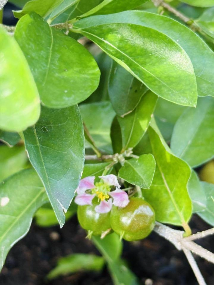 Hồng ngọc mắt nai cha cha cha khoe hàng loạt cây trong biệt thự triệu đô nhưng nhìn ảnh cuối ai cũng thót tim - 11