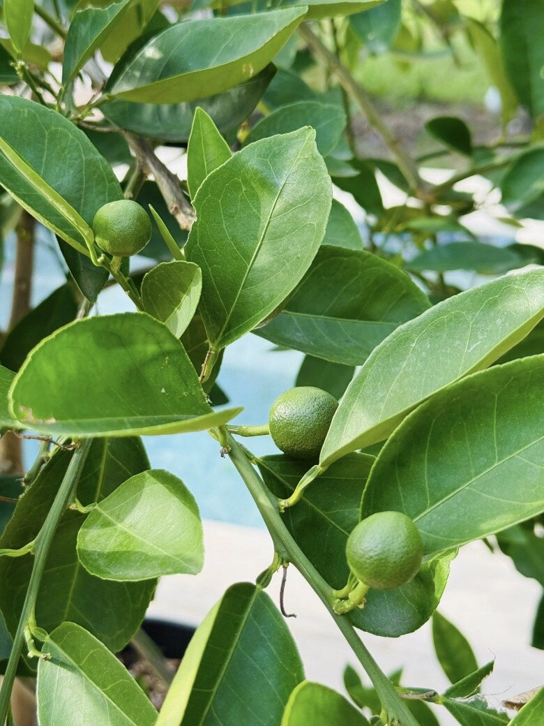 Hồng ngọc mắt nai cha cha cha khoe hàng loạt cây trong biệt thự triệu đô nhưng nhìn ảnh cuối ai cũng thót tim - 14
