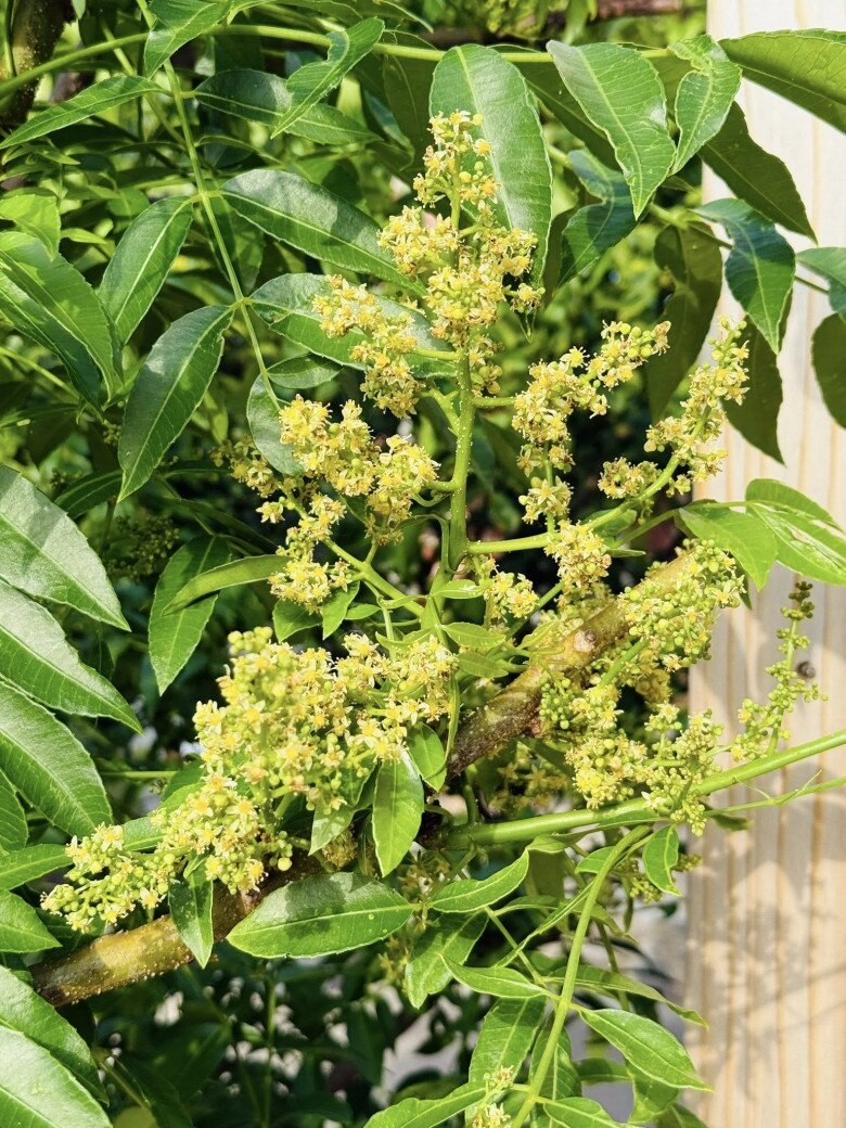 Hồng ngọc mắt nai cha cha cha khoe hàng loạt cây trong biệt thự triệu đô nhưng nhìn ảnh cuối ai cũng thót tim - 17