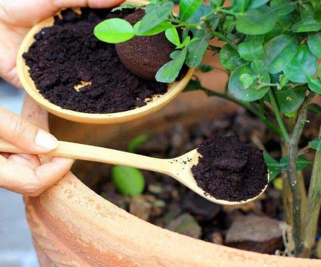 Không phải bia cứ 7 ngày rắc bột này xung quanh gốc cây điều kỳ diệu sẽ xảy ra - 1