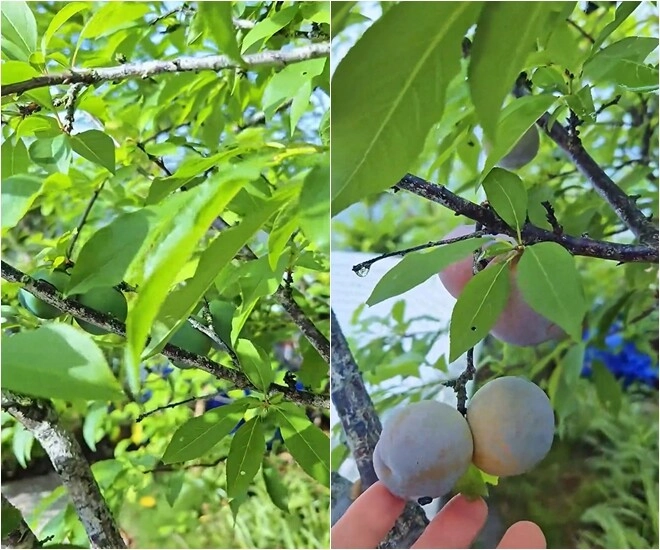 Khu vườn mùa hè ở biệt thự trên núi của vợ chồng diễn viên mạnh trường hoa giăng lối cây trĩu quả - 2