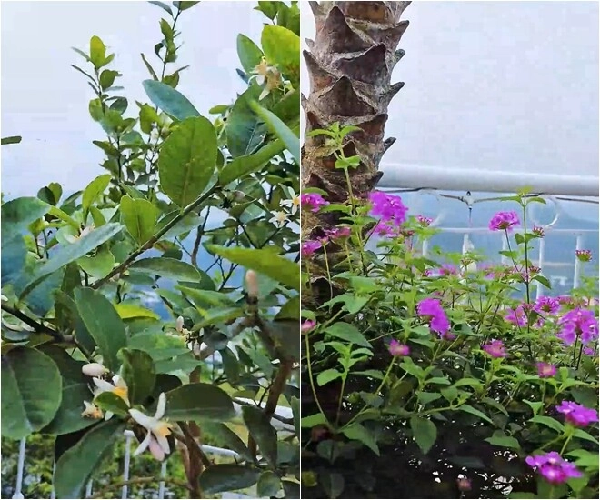 Khu vườn mùa hè ở biệt thự trên núi của vợ chồng diễn viên mạnh trường hoa giăng lối cây trĩu quả - 4
