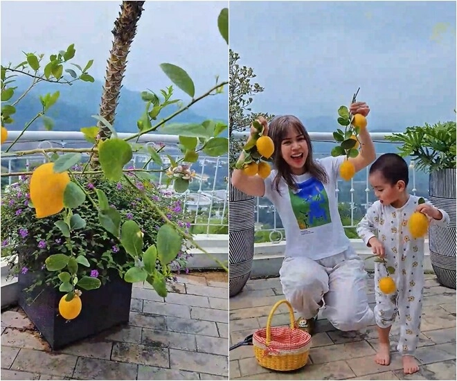 Khu vườn mùa hè ở biệt thự trên núi của vợ chồng diễn viên mạnh trường hoa giăng lối cây trĩu quả - 6
