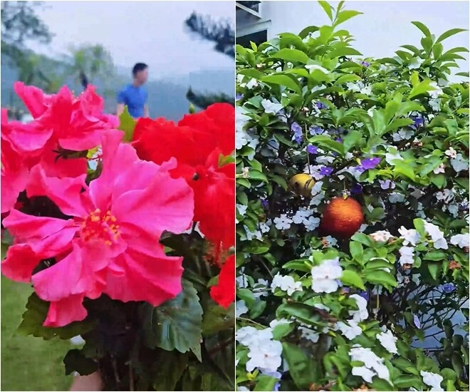Khu vườn mùa hè ở biệt thự trên núi của vợ chồng diễn viên mạnh trường hoa giăng lối cây trĩu quả - 7