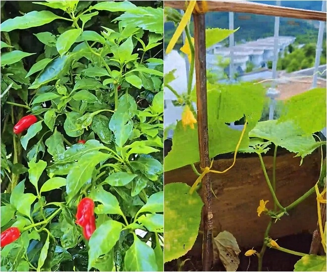 Khu vườn mùa hè ở biệt thự trên núi của vợ chồng diễn viên mạnh trường hoa giăng lối cây trĩu quả - 8