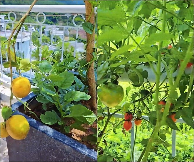 Khu vườn mùa hè ở biệt thự trên núi của vợ chồng diễn viên mạnh trường hoa giăng lối cây trĩu quả - 9