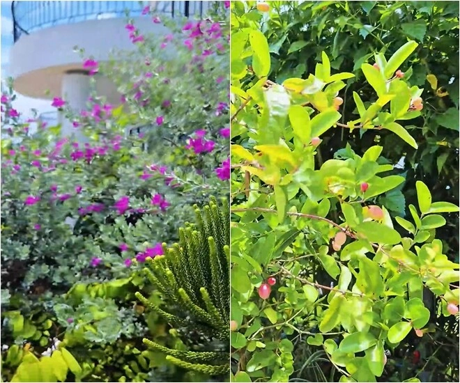 Khu vườn mùa hè ở biệt thự trên núi của vợ chồng diễn viên mạnh trường hoa giăng lối cây trĩu quả - 10