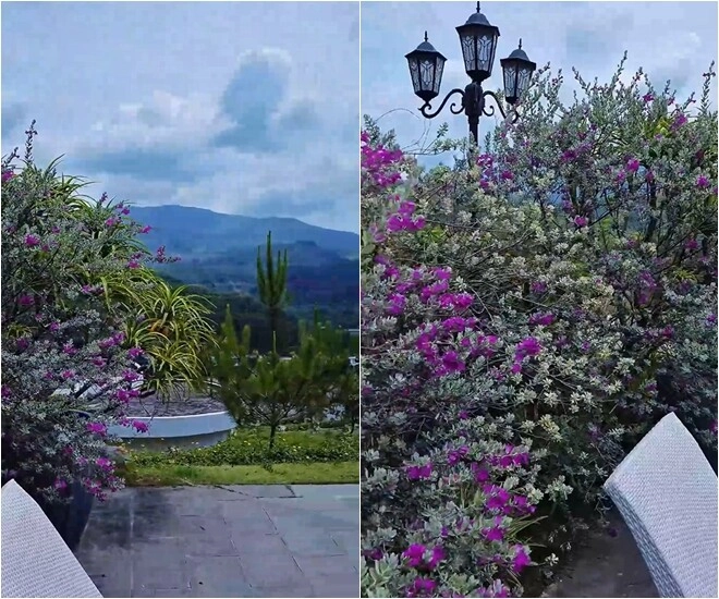 Khu vườn mùa hè ở biệt thự trên núi của vợ chồng diễn viên mạnh trường hoa giăng lối cây trĩu quả - 11