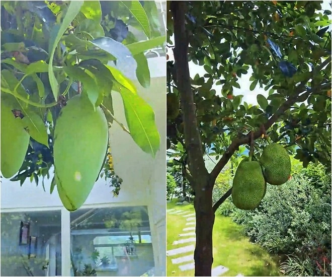 Khu vườn mùa hè ở biệt thự trên núi của vợ chồng diễn viên mạnh trường hoa giăng lối cây trĩu quả - 13
