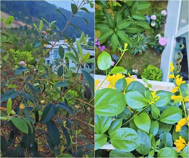Khu vườn mùa hè ở biệt thự trên núi của vợ chồng diễn viên mạnh trường hoa giăng lối cây trĩu quả - 14