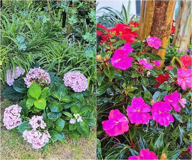 Khu vườn mùa hè ở biệt thự trên núi của vợ chồng diễn viên mạnh trường hoa giăng lối cây trĩu quả - 15