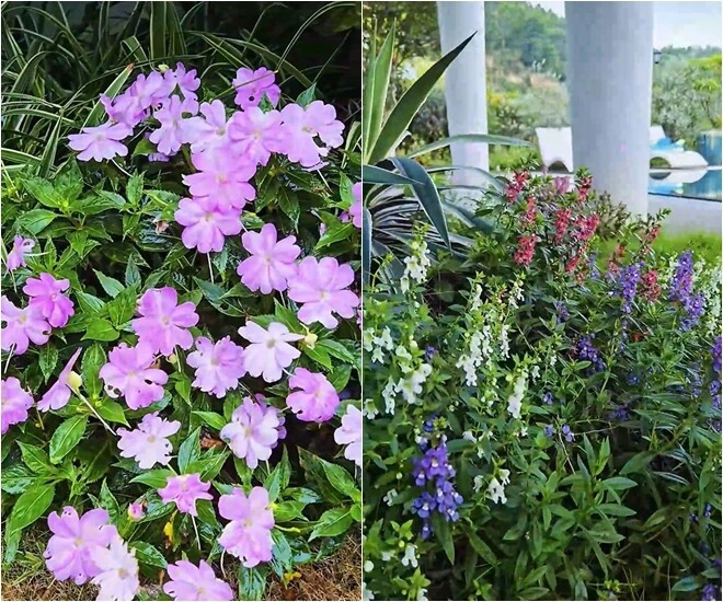 Khu vườn mùa hè ở biệt thự trên núi của vợ chồng diễn viên mạnh trường hoa giăng lối cây trĩu quả - 16
