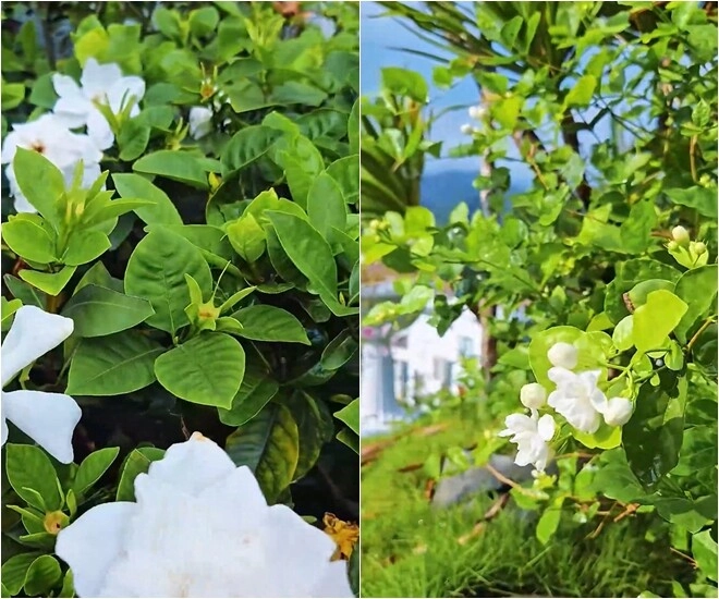 Khu vườn mùa hè ở biệt thự trên núi của vợ chồng diễn viên mạnh trường hoa giăng lối cây trĩu quả - 17
