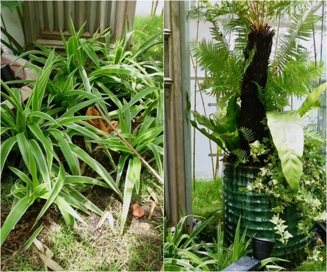 Khu vườn trên cao ở penthouse mới giúp hồng nhung chữa lành sau biến cố diva khoái chí thu hoạch ngọc xanh - 2
