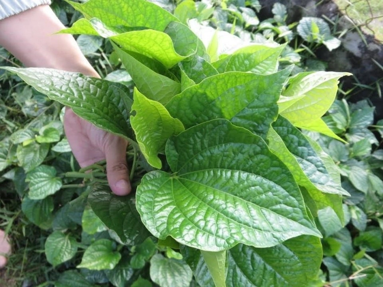Lá lốt đang cực hot mẹ nhanh tay làm ngay 5 món lá lốt hấp dẫn độc đáo này - 1
