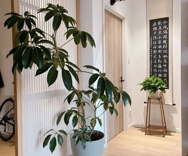 lá to chiêu tài lá nhỏ tụ lộc nhà có 3 cây lá cảnh này tiền vào như nước sức khỏe dồi dào - 1