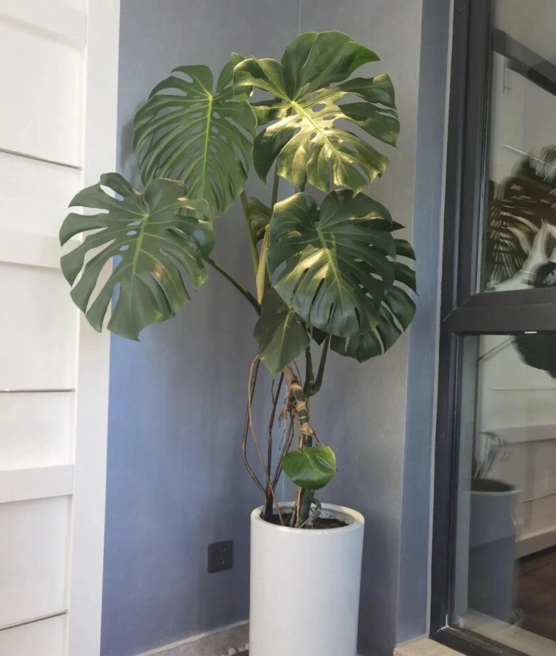 lá to chiêu tài lá nhỏ tụ lộc nhà có 3 cây lá cảnh này tiền vào như nước sức khỏe dồi dào - 5