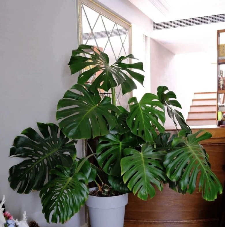 lá to chiêu tài lá nhỏ tụ lộc nhà có 3 cây lá cảnh này tiền vào như nước sức khỏe dồi dào - 6