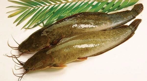 Loại cá bị chê bẩn nhưng bổ ngang vi cá mập chợ bán đầy mà ít người mua ăn kho tiêu ngon đỉnh nóc kịch trần - 1