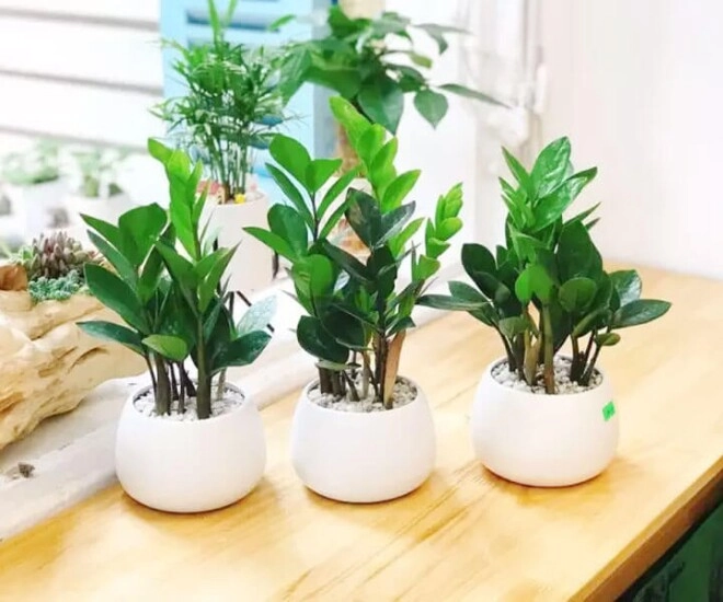 Loại cây cực hiếm khi ra hoa nhưng đặt một chậu trong nhà tài lộc ào ào đến - 1