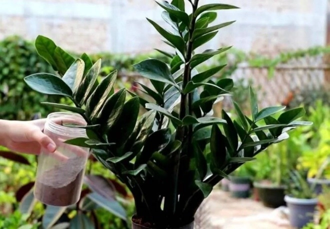 Loại cây cực hiếm khi ra hoa nhưng đặt một chậu trong nhà tài lộc ào ào đến - 3