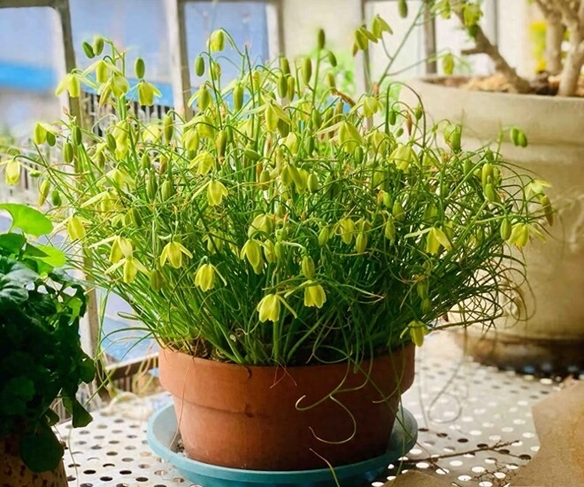 Loại cỏ này nở hoa đẹp như hoa lan thơm nồng nàn 1 chậu sẽ biến thành 3 chậu sau một năm trồng - 1