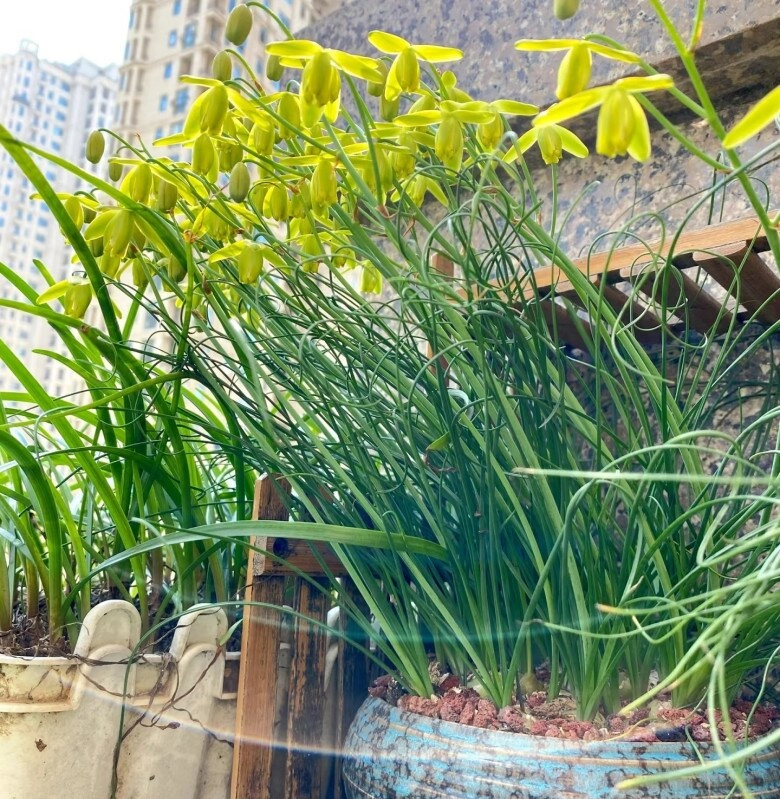 Loại cỏ này nở hoa đẹp như hoa lan thơm nồng nàn 1 chậu sẽ biến thành 3 chậu sau một năm trồng - 6