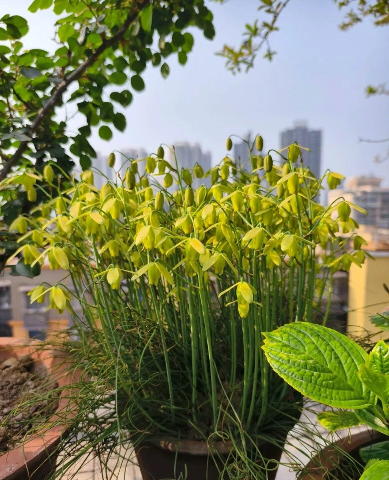 Loại cỏ này nở hoa đẹp như hoa lan thơm nồng nàn 1 chậu sẽ biến thành 3 chậu sau một năm trồng - 8