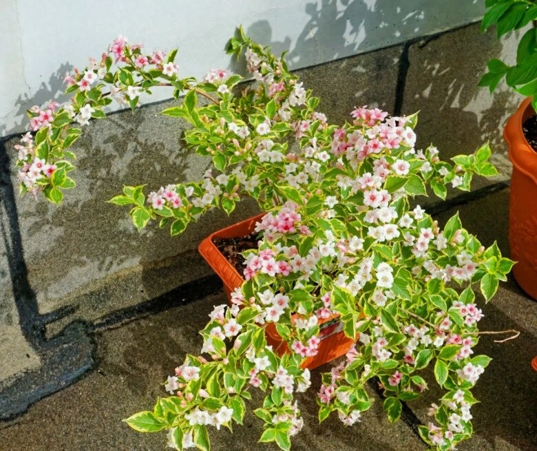 Loài hoa đại cát đẹp cả lá lẫn hoa nở từ xuân đến thu trồng một chậu vừa đẹp nhà vừa rước lộc - 9