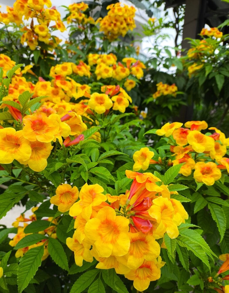 Loài hoa đẹp chẳng kém gì hoa giấy nở quanh năm cả trăm bông một lúc mang tài lộc và may mắn vào nhà - 2