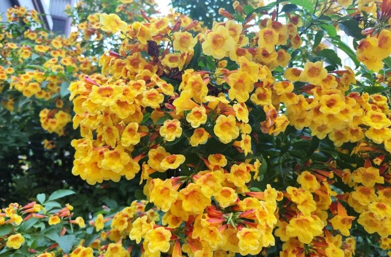 Loài hoa đẹp chẳng kém gì hoa giấy nở quanh năm cả trăm bông một lúc mang tài lộc và may mắn vào nhà - 3