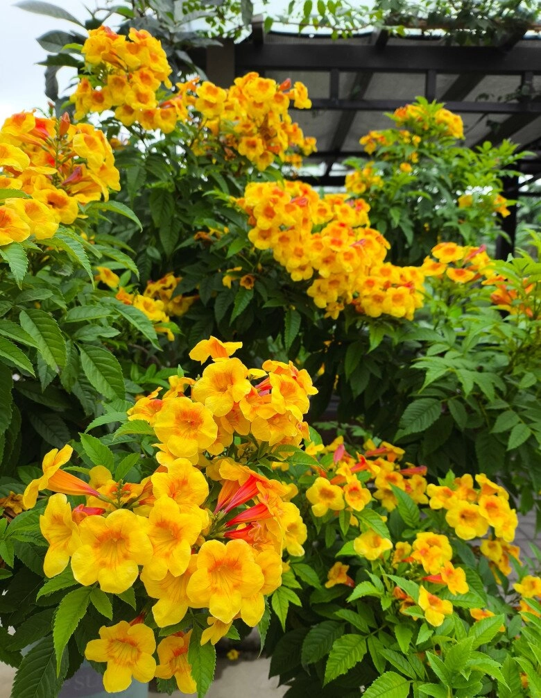 Loài hoa đẹp chẳng kém gì hoa giấy nở quanh năm cả trăm bông một lúc mang tài lộc và may mắn vào nhà - 6
