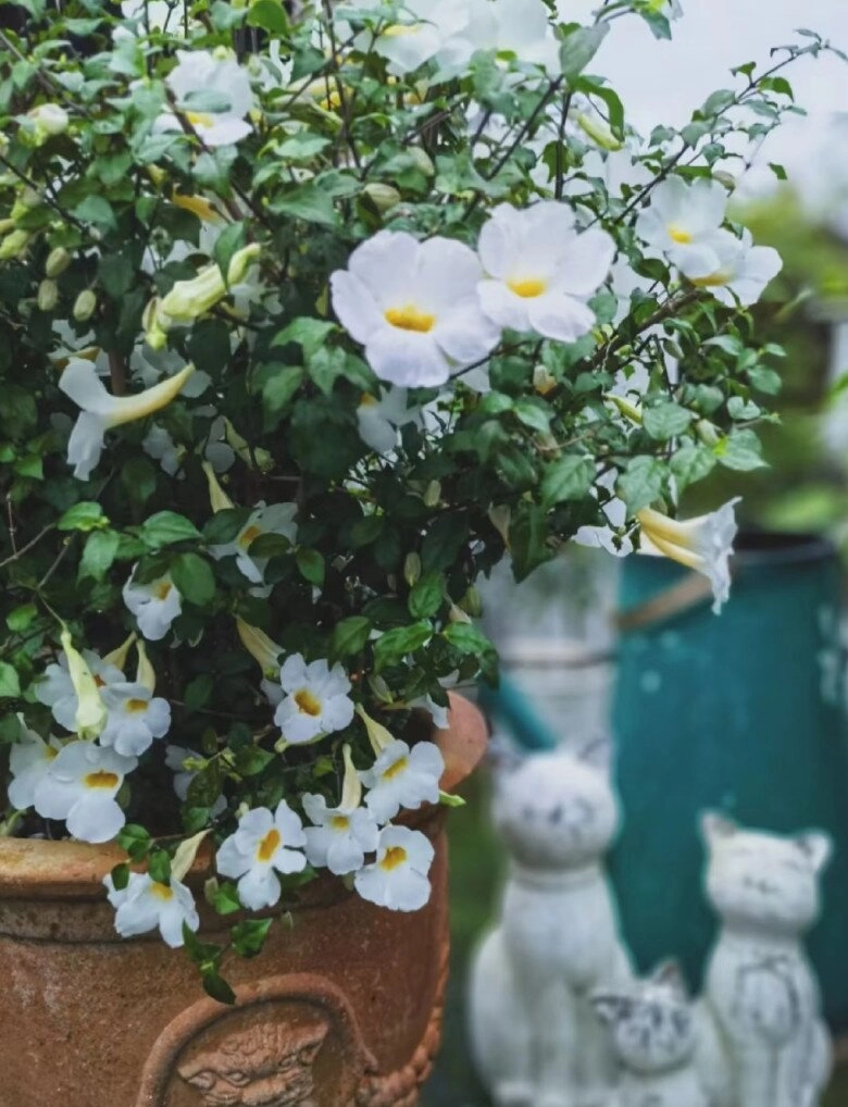 Loài hoa này đẹp không thua kém hoa giấy nở từ xuân đến cuối thu cắm cành xuống đất 3 tuần liền ra lá - 2