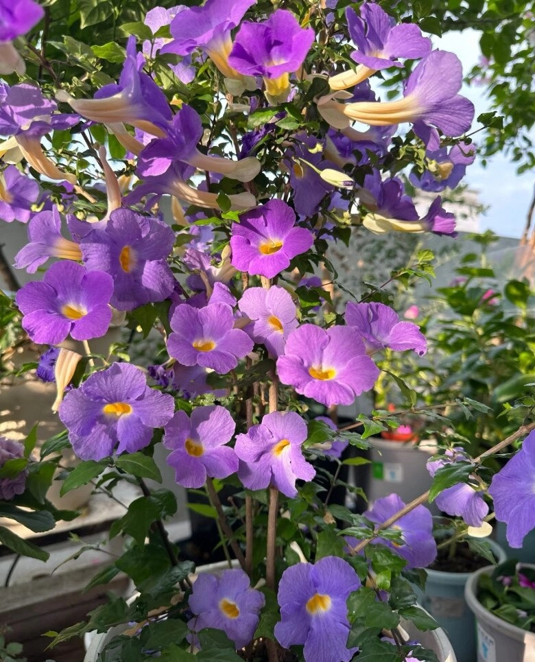 Loài hoa này đẹp không thua kém hoa giấy nở từ xuân đến cuối thu cắm cành xuống đất 3 tuần liền ra lá - 4