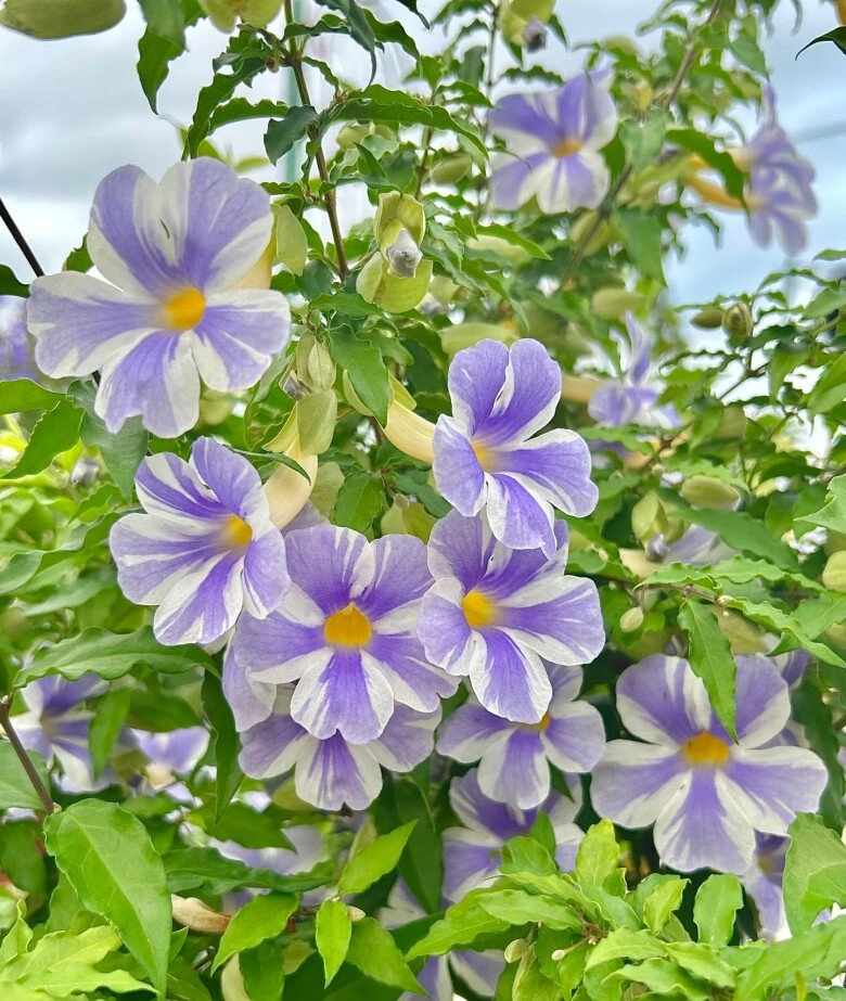 Loài hoa này đẹp không thua kém hoa giấy nở từ xuân đến cuối thu cắm cành xuống đất 3 tuần liền ra lá - 5