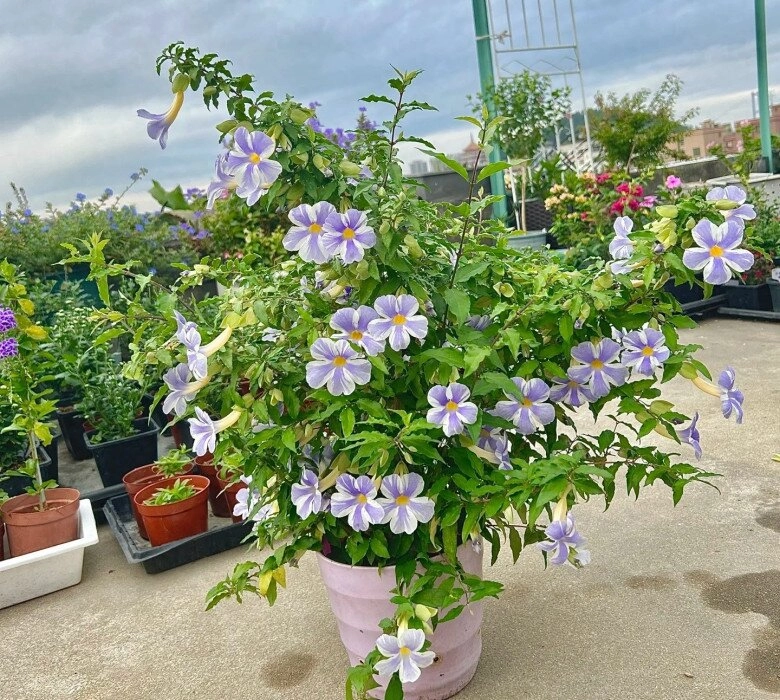 Loài hoa này đẹp không thua kém hoa giấy nở từ xuân đến cuối thu cắm cành xuống đất 3 tuần liền ra lá - 7