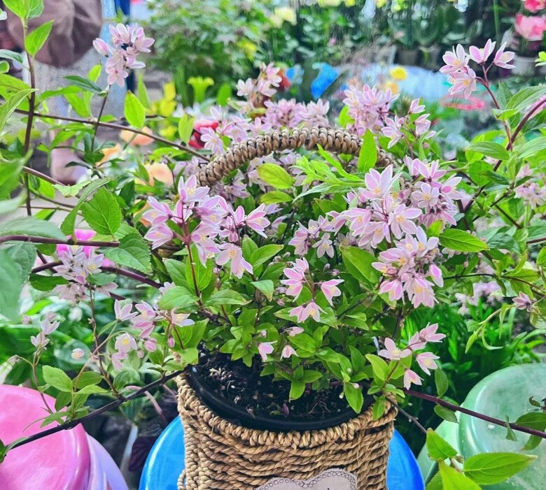 Loài hoa này đẹp không tì vết nở quanh năm như hoa hồng và hoa giấy nhà thiếu sáng cũng trồng được - 7