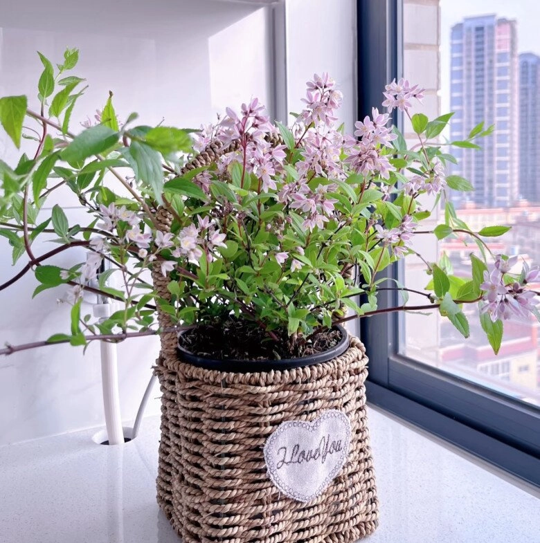 Loài hoa này đẹp không tì vết nở quanh năm như hoa hồng và hoa giấy nhà thiếu sáng cũng trồng được - 8