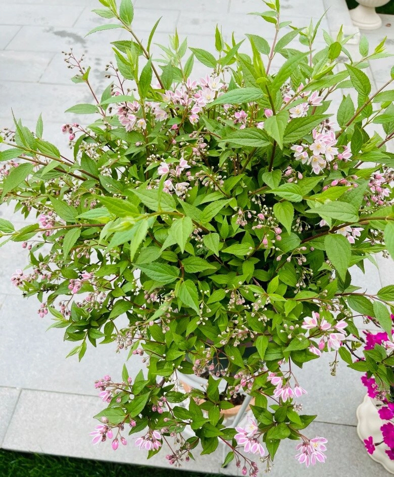 Loài hoa này đẹp không tì vết nở quanh năm như hoa hồng và hoa giấy nhà thiếu sáng cũng trồng được - 9