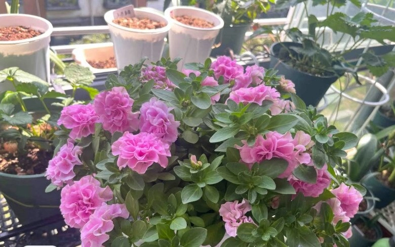 Loài hoa này đẹp như mẫu đơn nở 300 ngày mỗi năm giá 120000 chậu nhưng cắm một lá xuống đất cũng bén rễ - 3