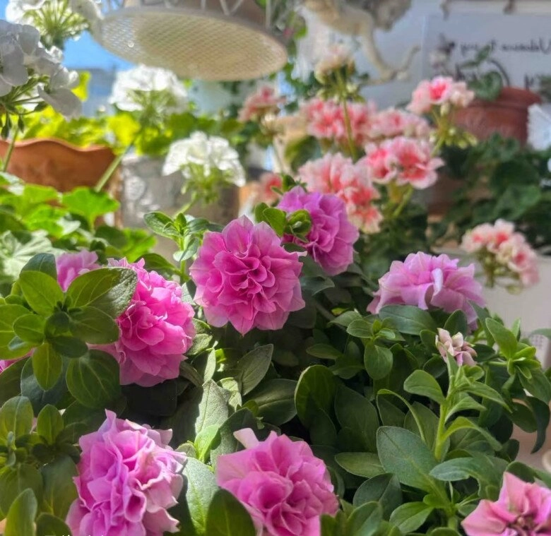Loài hoa này đẹp như mẫu đơn nở 300 ngày mỗi năm giá 120000 chậu nhưng cắm một lá xuống đất cũng bén rễ - 8