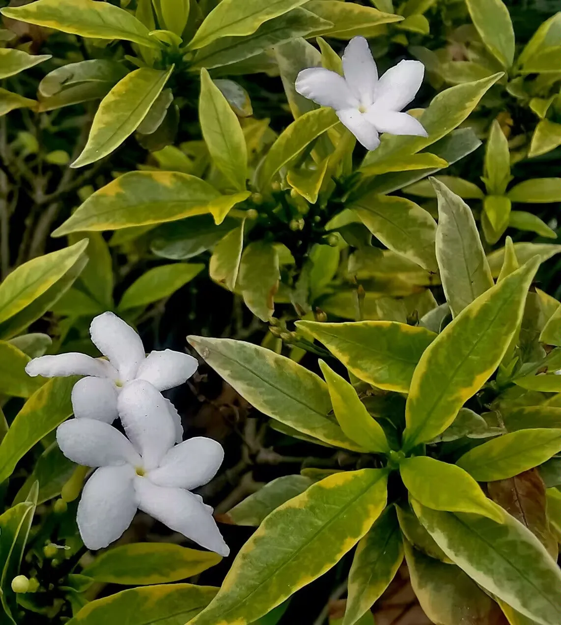 Loài hoa nghe tên đã thấy phúc khí đầy nhà nở quanh năm tỏa hương dịu dàng giá chỉ 10000 đồngcây - 2