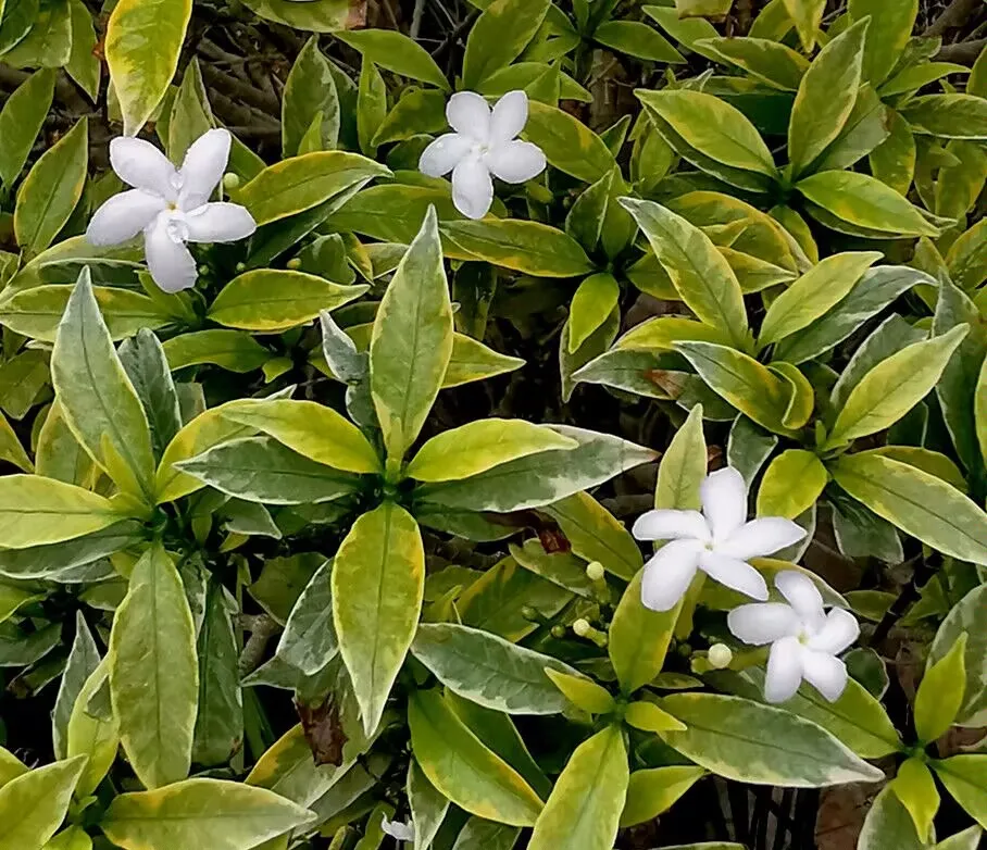Loài hoa nghe tên đã thấy phúc khí đầy nhà nở quanh năm tỏa hương dịu dàng giá chỉ 10000 đồngcây - 3