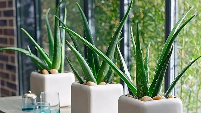 Loại lá nhơn nhớt được trồng như cây cảnh trong nhà khi làm cách này sẽ giúp chống rụng tóc kích thích mọc tóc và ổn định đường huyết - 1