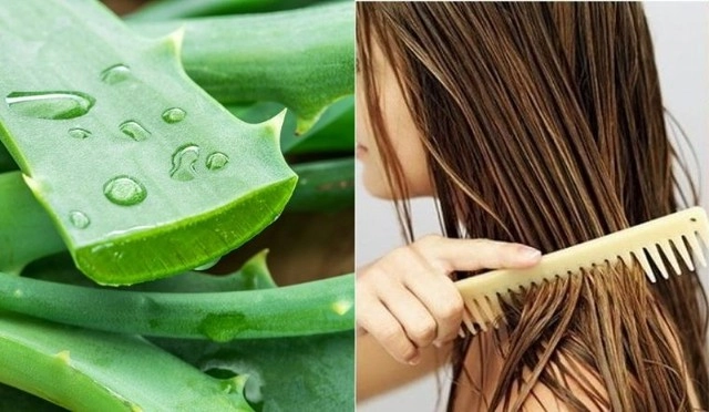 Loại lá nhơn nhớt được trồng như cây cảnh trong nhà khi làm cách này sẽ giúp chống rụng tóc kích thích mọc tóc và ổn định đường huyết - 2