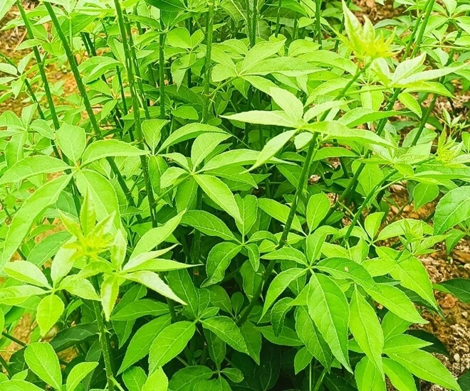 Loài rau dại cùng họ với nhân sâm nay thành đặc sản giá 60000 đồngkg cắm cành vào đất 10 ngày là bén rễ - 1