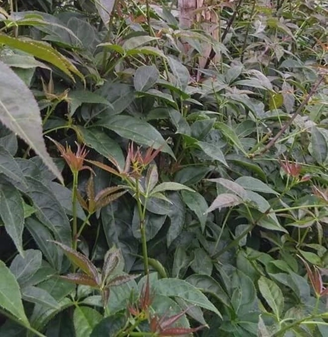 Loài rau dại cùng họ với nhân sâm nay thành đặc sản giá 60000 đồngkg cắm cành vào đất 10 ngày là bén rễ - 4